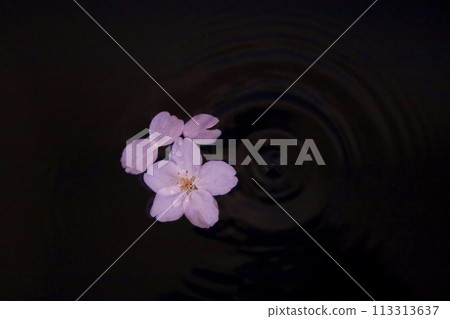 Cherry blossom petals and ripples floating on the water surface Cherry blossom petals and ripples floating on the water surface 113313637