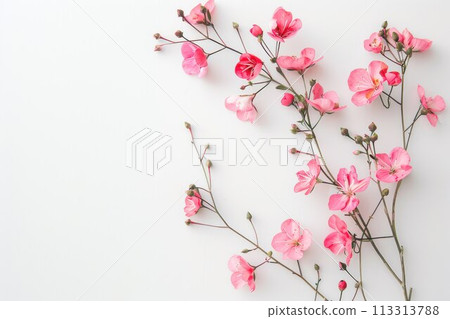 Delicate pink blossoms on a white background. Flowers greeting card for Mother's Day, Woman's Day, Easter, Valentine's Day 113313788