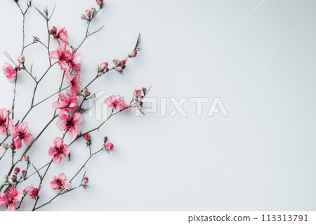 Delicate pink blossoms on a white background. Flowers greeting card for Mother's Day, Woman's Day, Easter, Valentine's Day 113313791