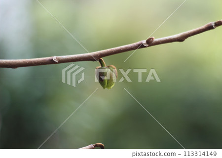 poppoo的芽 113314149