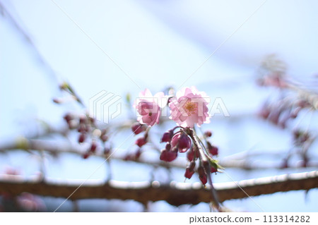 櫻花 櫻花 113314282