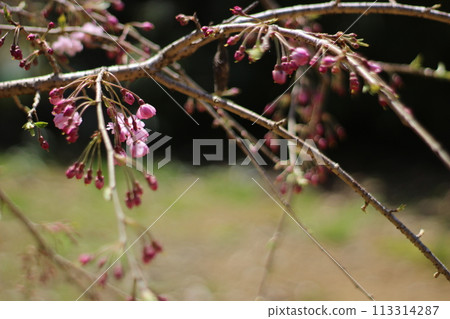 櫻花 櫻花 113314287
