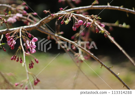 櫻花 113314288