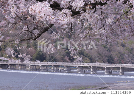 京都嵐山櫻花盛開和渡月橋 113314399