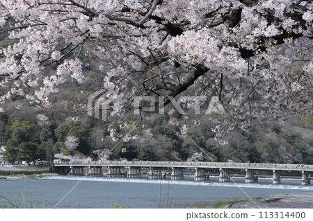 京都嵐山櫻花和渡月橋 113314400