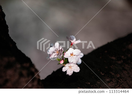 Beautiful cherry blossom scenery at night on a warm spring day Beautiful cherry blossom scenery at night on a warm spring day 113314464