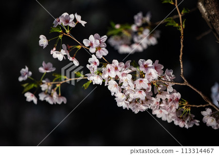 Beautiful cherry blossom scenery at night on a warm spring day Beautiful cherry blossom scenery at night on a warm spring day 113314467