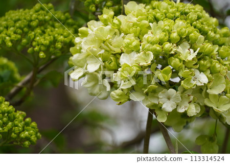 Spring flowers starting to bloom and cherry blossoms in full bloom Spring flowers starting to bloom and cherry blossoms in full bloom 113314524