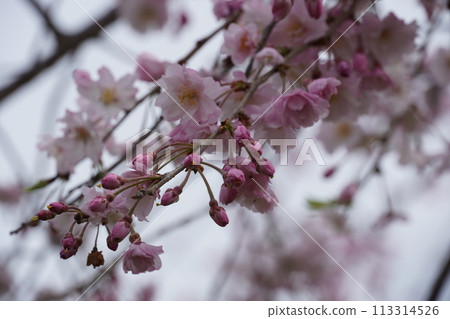 春暖花開,櫻花盛開 春暖花開,櫻花盛開 113314526