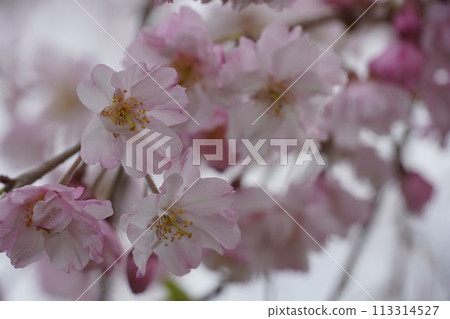 春暖花開，櫻花盛開 113314527