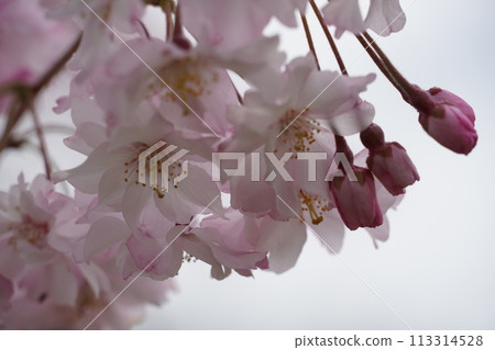 春暖花開,櫻花盛開 春暖花開,櫻花盛開 113314528