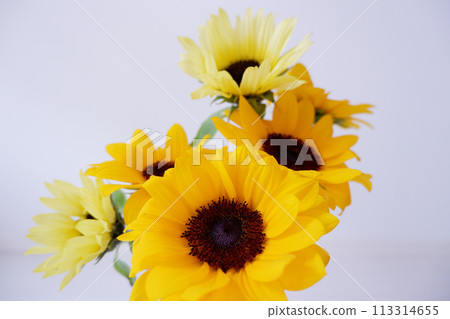 Sunflowers in a glass jar, colorful sunflower flowers on white background 113314655