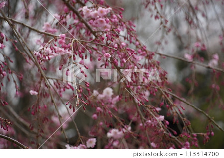 Spring flowers starting to bloom and cherry blossoms in full bloom Spring flowers starting to bloom and cherry blossoms in full bloom 113314700