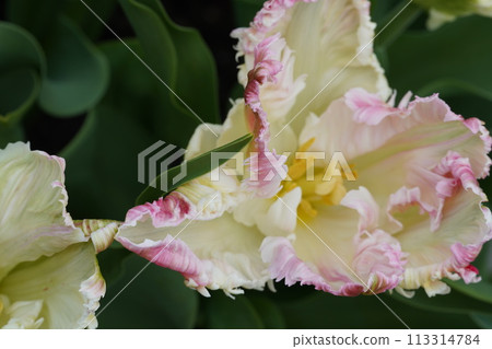 春暖花開,櫻花盛開 春暖花開,櫻花盛開 113314784