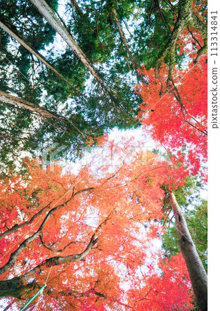 抬頭看看樹葉的變化 113314841