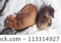 beagle and tortoiseshell cat sleeping together, 16:9 widescreen wallpaper 113314927