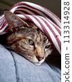 cute brown tabby cat peeking out of blanket 113314928