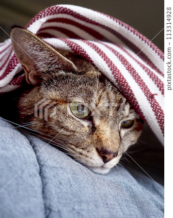 cute brown tabby cat peeking out of blanket 113314928