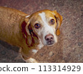 "Did you say treats?" Cute lemon beagle looking up and expecting a treat 113314929