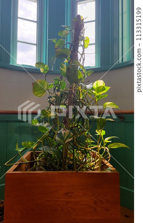 筆直的植物和西式現代窗戶 筆直的植物和西式現代窗戶 113315199
