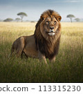 Lion image 2 113315230