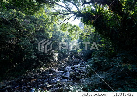 滿月圓國家森林遊樂區 113315425