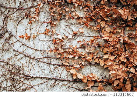 Ivy background material 113315603