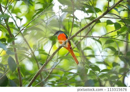 灰喉山椒公鳥 113315676