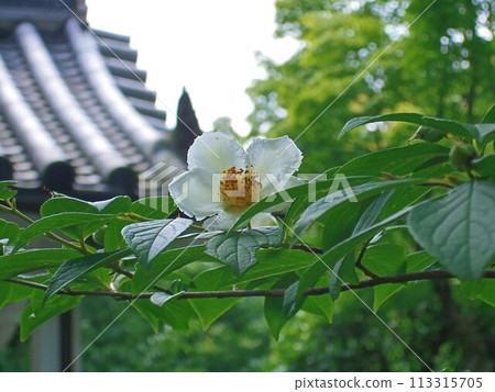 妙心寺東林寺的薩拉燒酒樹上盛開的花朵 妙心寺東林寺的薩拉燒酒樹上盛開的花朵 113315705