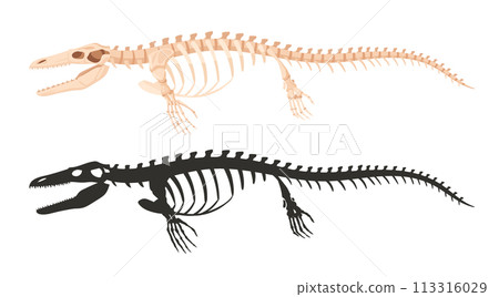 Ichthyosaurus skeleton silhouettes. Underwater archaeological dinosaur fossil bones, jurassic ichthyosaurus raptor flat vector illustration. Ancient water fossil skeleton 113316029