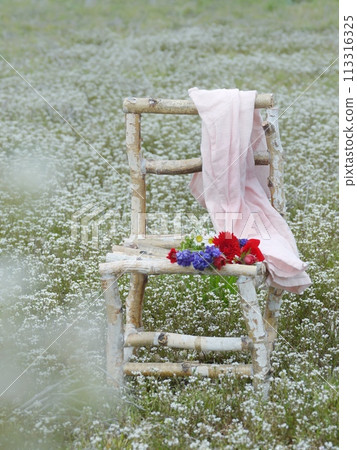 Bouquet on a birch chair in a shepherd's purse field 113316325