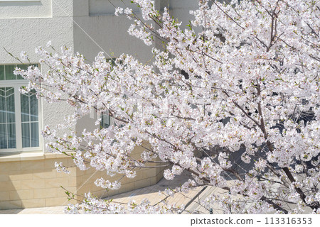 Flower Michi Flower Michi 113316353