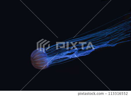 水母在水族館很受歡迎。被它蓬鬆的觸感撫慰，我們忘了時間，站在一起。 113316552