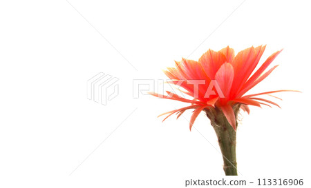 isolate Lobivia Cactus Flower on white background 113316906