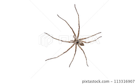 Isolated image of a Huntsman Spider on a white background. 113316907