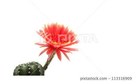 isolate Lobivia Cactus Flower on white background 113316909