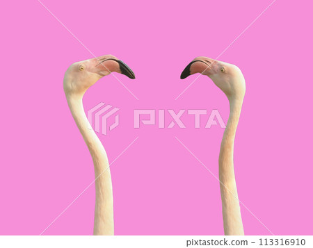 Isolated flamingo heads 113316910