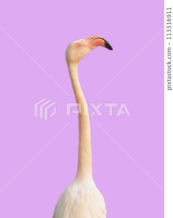 Head flamingo isolated on purple 113316911