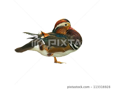 Mandarin duck on white background 113316928