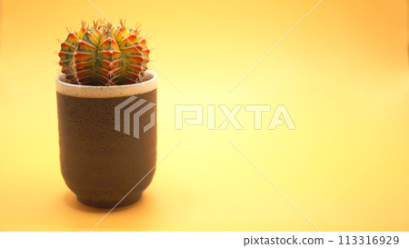 Isolated a pot of varigated Gymnocalicium cactus on yellow background. Picture for use in illustrations Background image or copy space. 113316929