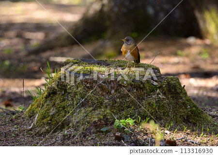 Akahara① (Hokkaido) Akahara① (Hokkaido) 113316930