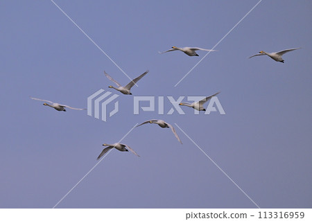 Whooper Swan ⑪ (Hokkaido) Whooper Swan ⑪ (Hokkaido) 113316959