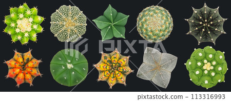 Isolated top view of variues cactus on black background Isolated top view of variues cactus on black background 113316993