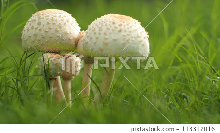 Closeup of a poisonous mushroom, Chlorophyllum molybdites, on blured the green grasss background for use as background or copy space. 113317016