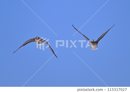 Greater White-fronted Goose ⑯ (Hokkaido) 113317027