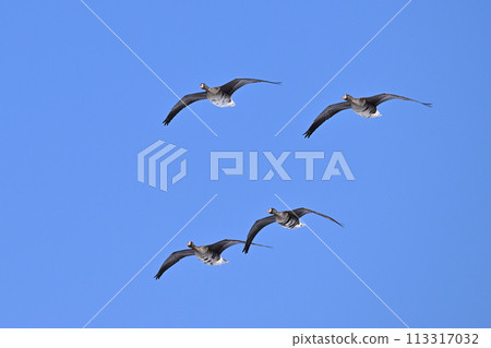 Greater White-fronted Goose ⑲ (Hokkaido) - Stock Photo [113317032] - PIXTA