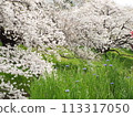 櫻花和藍色的花朵 113317050