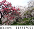 櫻花和紅桃花 113317051