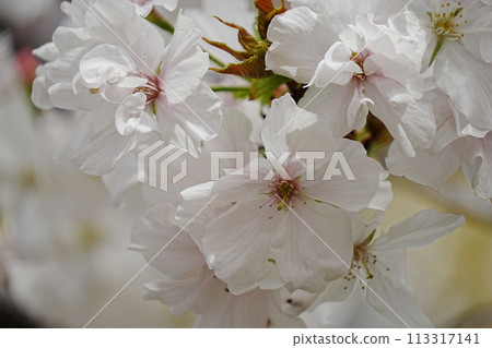 薄荷早晨櫻花走過 113317141