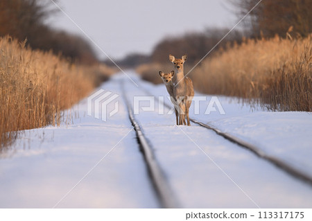 Ezo deer on the railroad tracks (Hokkaido) 113317175